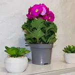 Luxury Petra Apartman *