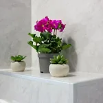 Luxury Petra 公寓 斯普利特