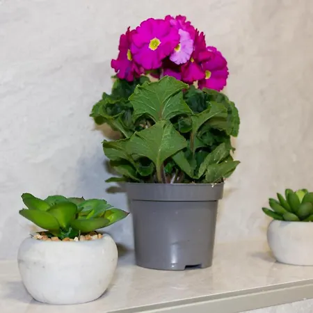 Luxury Petra شقة *