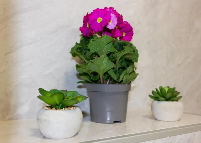 Luxury Petra 아파트 *